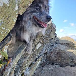 Fundraising Page: Desirea Carpenter